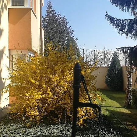 Tulipan Průhonice